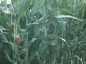 Corn in the Field